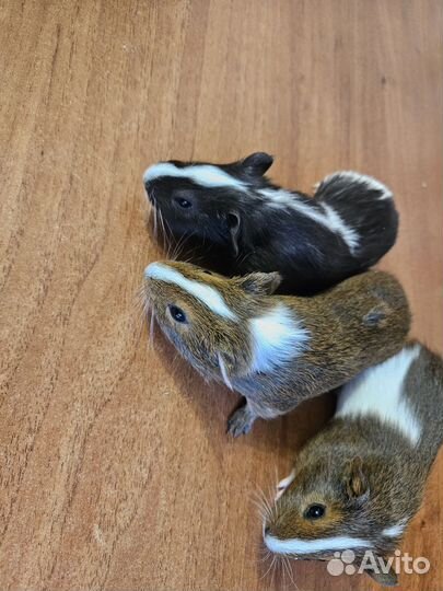 Морские свинки