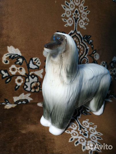 Собака афганская борзая лфз