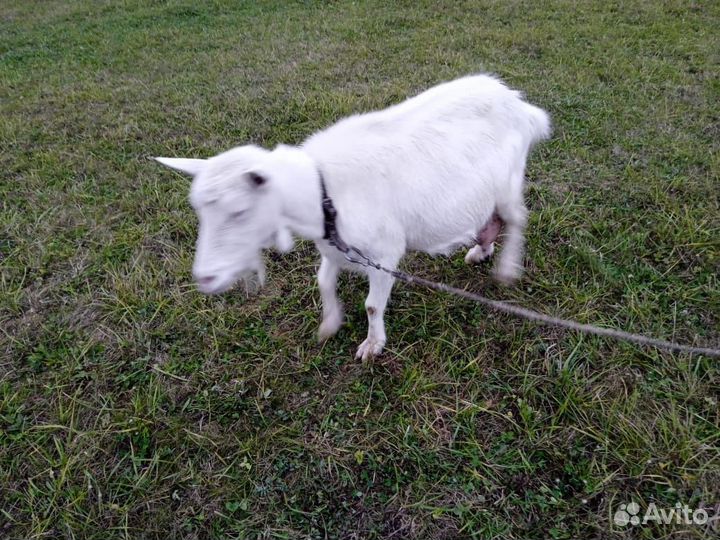 Зааненская коза дойная