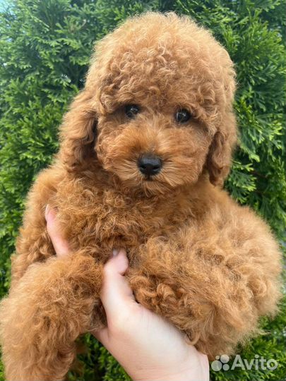 Карликовый пудель