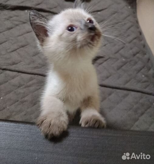 Сиамские котята