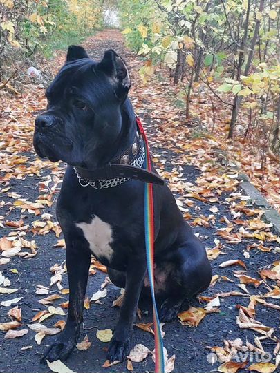 Щенки кане Корсо