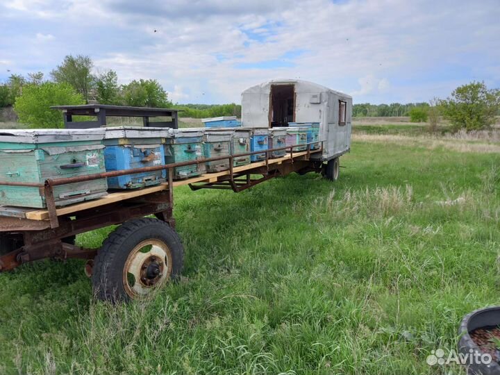 Пасека с с пчелами