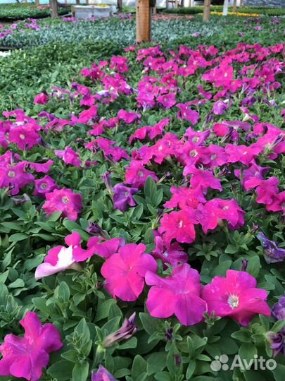 Петуния розовая, рассада