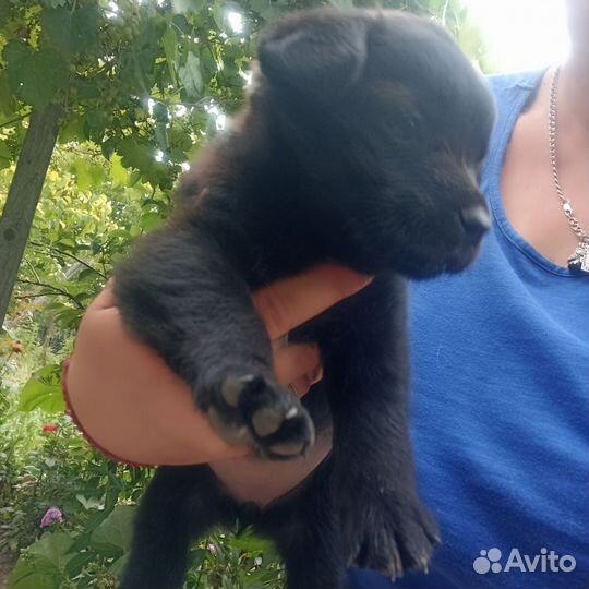 Собака в добрые руки отдам бесплатно девочки