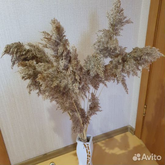 Камыш, сухоцвет