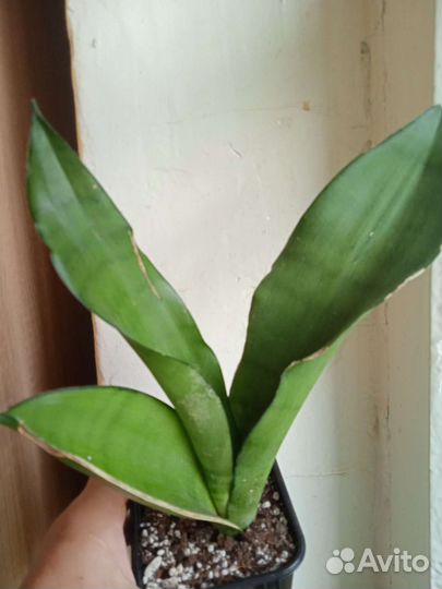 Сансевиерия муншайн