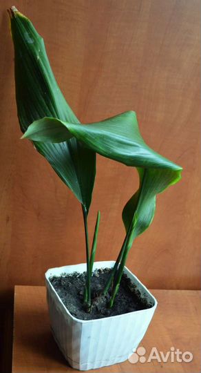 Хавортия полосатая, хлорофитум хохлатый и другие