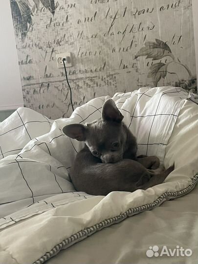 Вязка кобель чихуахуа