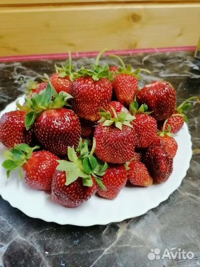 Рассада клубники