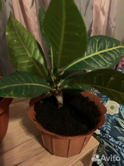 Фикус бенджамина и кротон