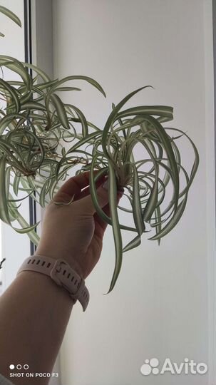 Хлорофитум кудрявый