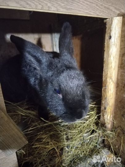 Калифорнийские кролики