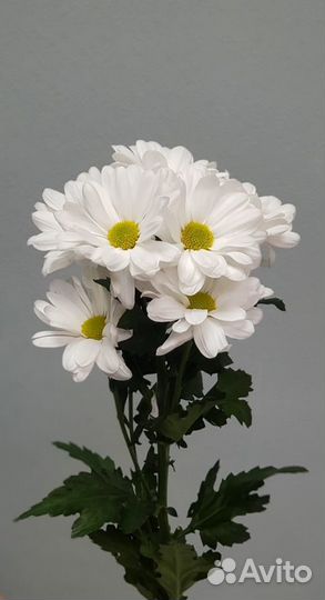Доставка 46-10-00. Цветы. Хризантема ромашковая
