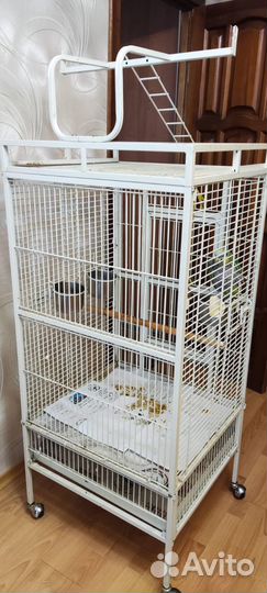 Венесуэльский амазон