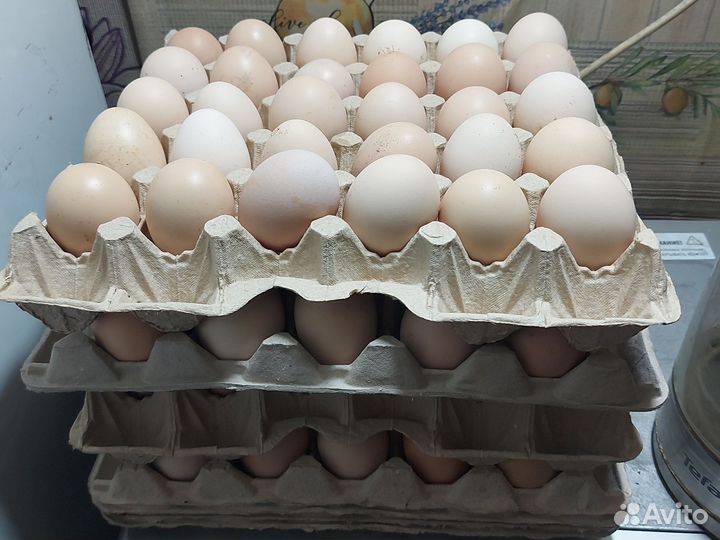 Домашние куриные яйца