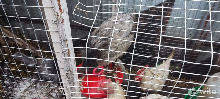 Куры несушки