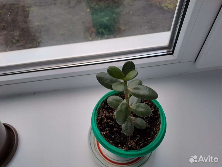Комнатные цветы