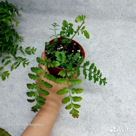 Папоротники