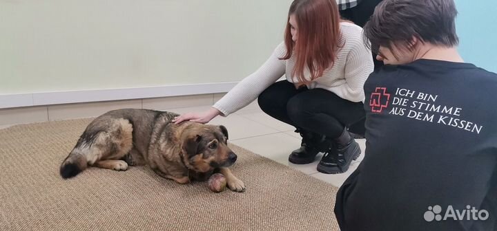 Отличный пёс в добрые руки