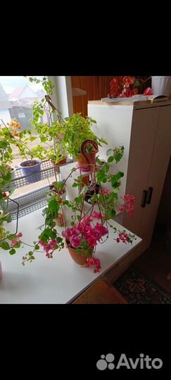 Продам бугенвиллии