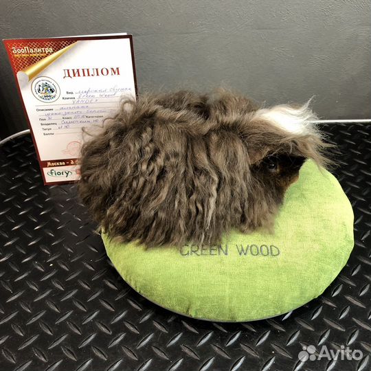 Морская свинка альпака