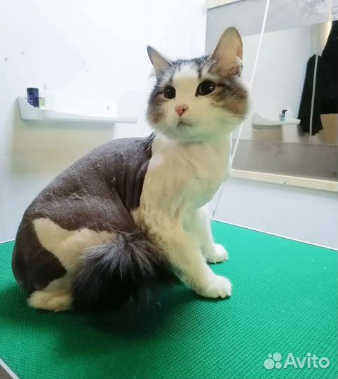 Уход за животными