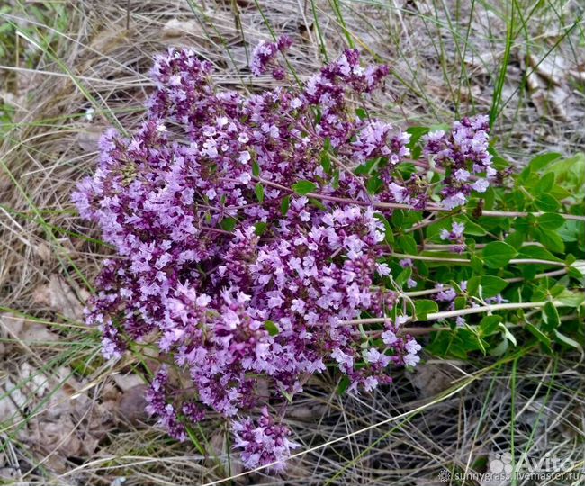 Душицы трава