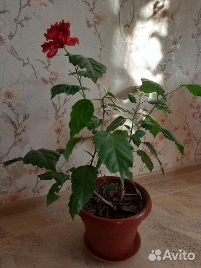 Гибискус китайская роза
