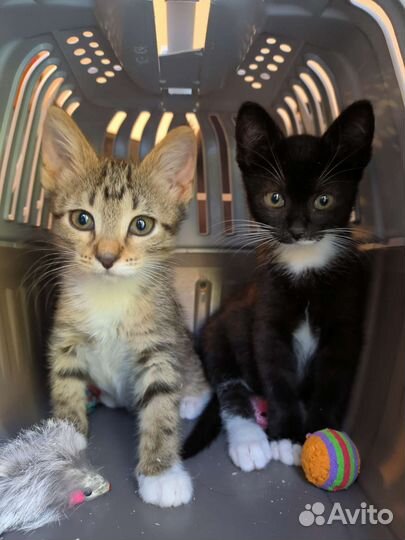 Котята ищут дом
