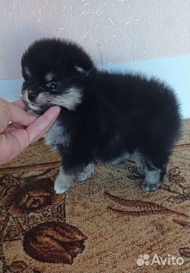 Померанский шпиц медвежьего типа