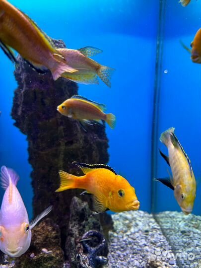 Рыбки цихлиды