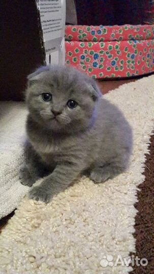 Шотландская