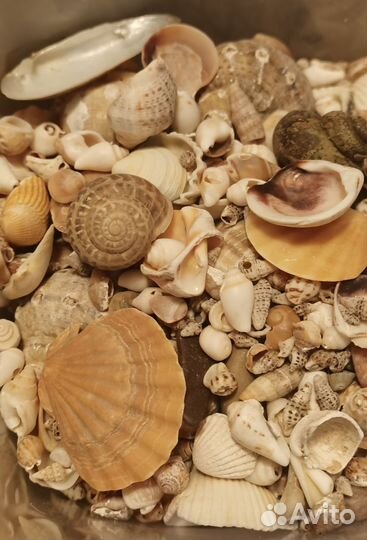 Для аквариума и террариума: грунт +камни, ракушки