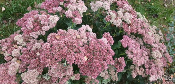 Многолетник, очиток Видный, саженцы