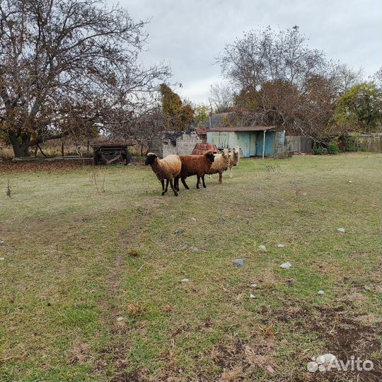 Овцы и ярки