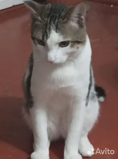 Отдам ласкового котика