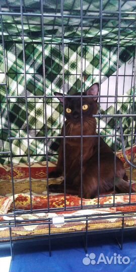 Вязка бурманский кот