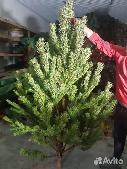 Сосна Ель живая ноовогодняя Елки