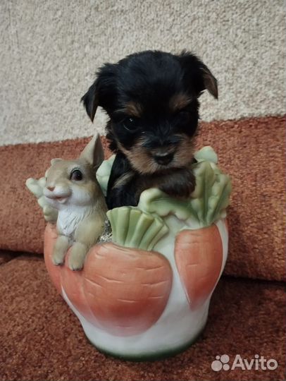 Йоркширский терьер стандарт