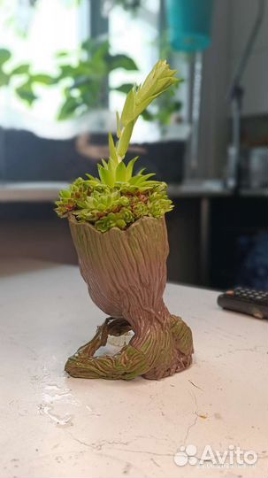 Суккуленты в кашпо