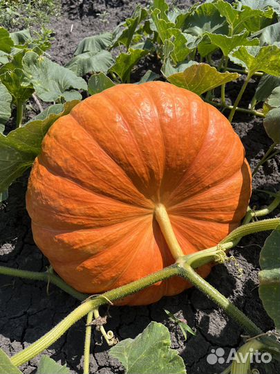 Тыква оптом