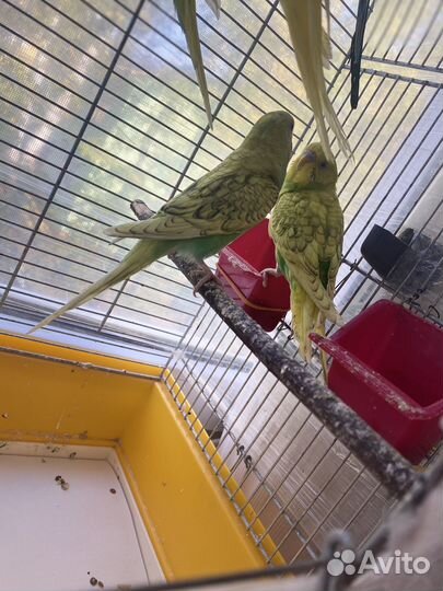 Волнистый попугай