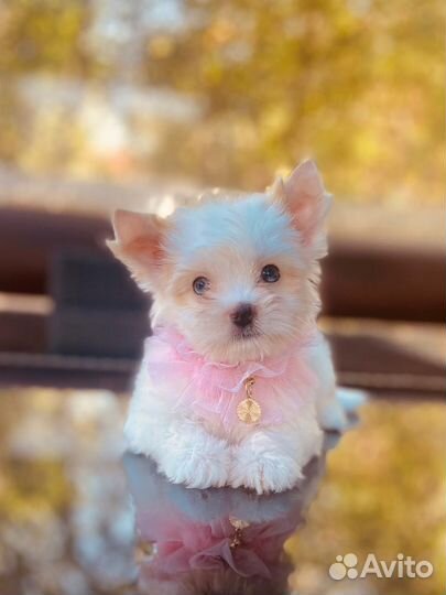 Цветные Йорки, шоколад,голддаст,бивер