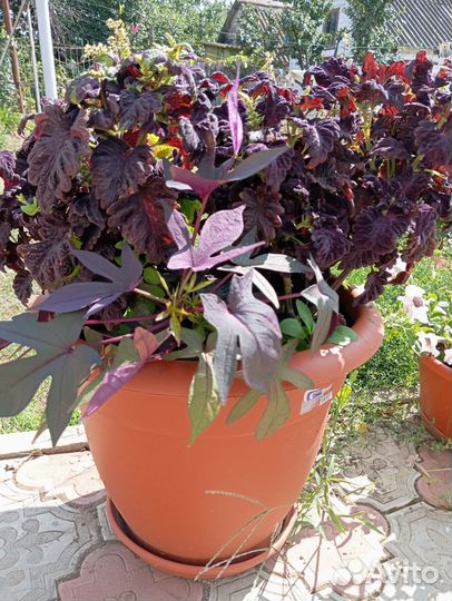 Ипомея батат