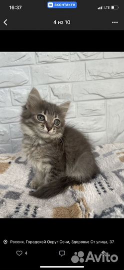 Сибирская кошка, еще ребёнок