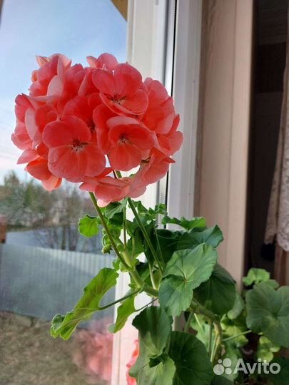 Герань пеларгония