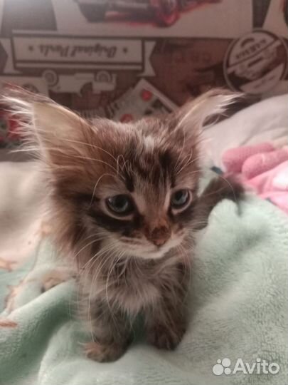 Кошка 1,5 месяца