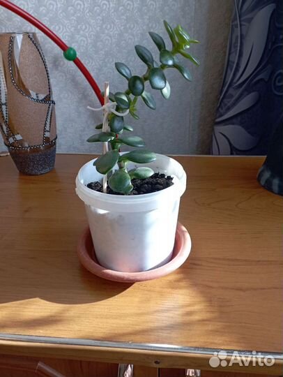 Денежное дерево. Рост 20-25 см