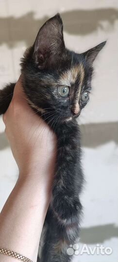 Котенок в добрый руки